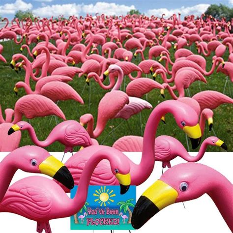 50 pack of pink flamingos - Details: Bring some tropical color to your outdoor space with this 50 pack of Bloem Pink Flamingo 25" Yard Statues! Crafted from all-weather plastic and galvanized stainless steel, these classic flamingo poses come with fun wiggle eyes and removable legs for easy installation and durable, collectible quality. 